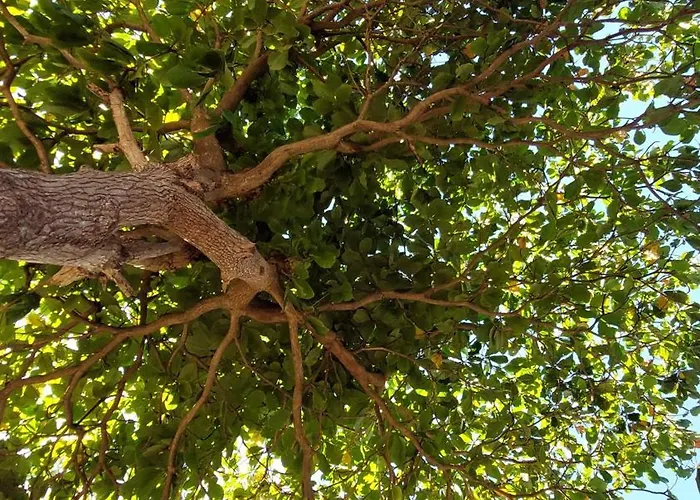 El Almendro